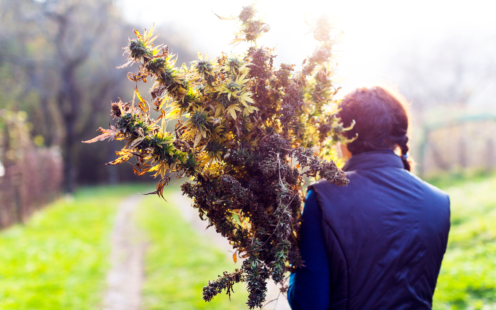 outdoor-cannabis-harvest.jpg