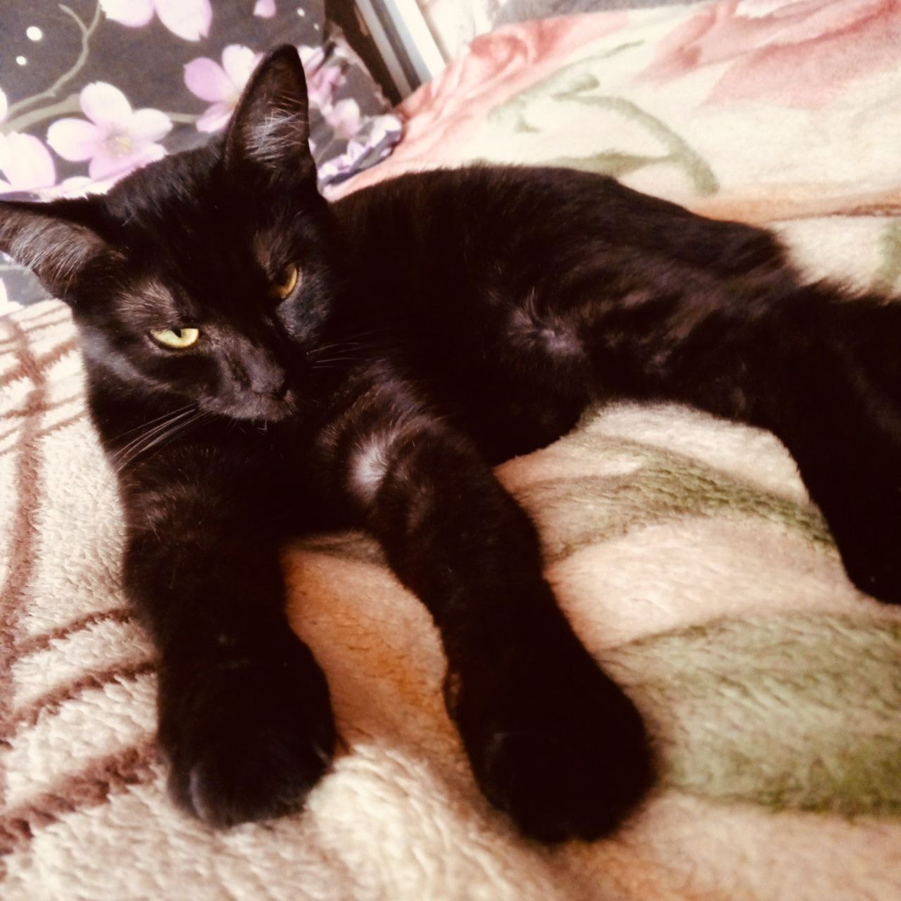 смотрящая нюха.jpg