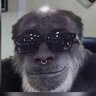 Monkey_Business